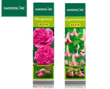 GARDENLINE(R) Exklusive Beetpflanze