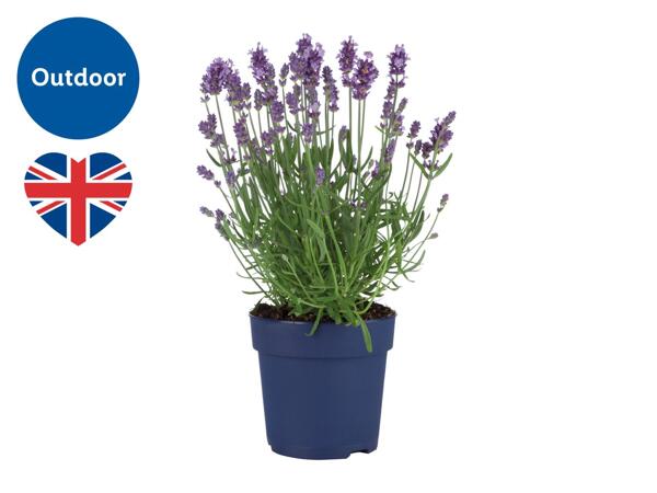 English Lavender