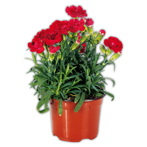 Topfnelke "Dianthus"