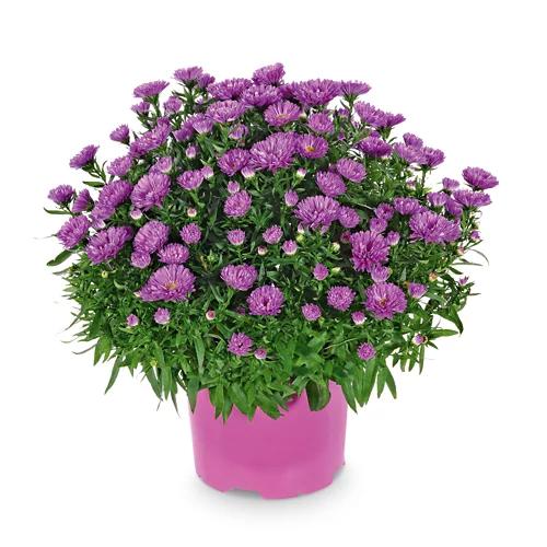 GARDENLINE Herbstastern rosa