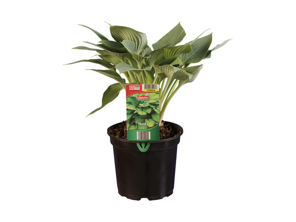 Hosta