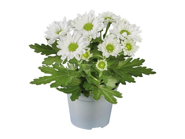 Mini Chrysanthemum
