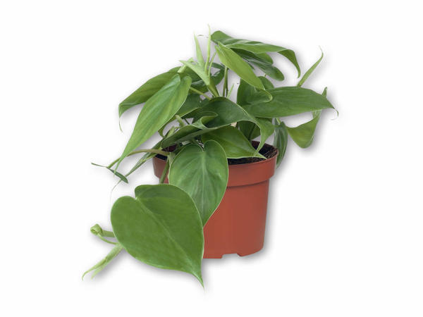 Klatreplanter og bregnemix