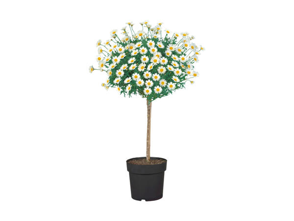 Opstammet marguerit