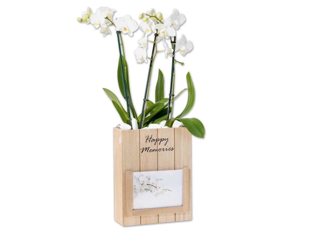Phalaenopsis in Fotobox