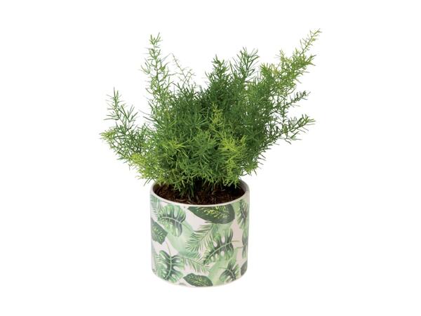 Indoor Plant in Leaf Ceramic