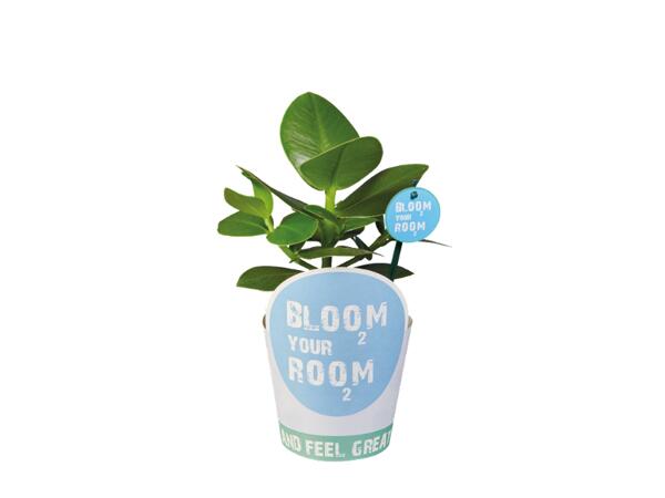 Green Plants