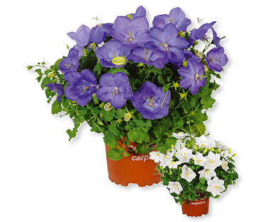 Campanula