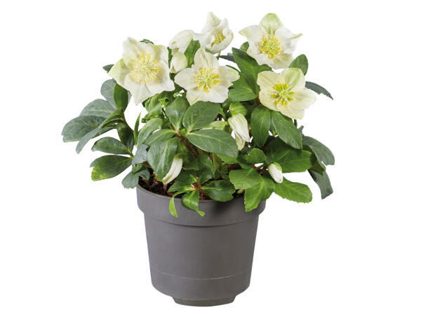 Christrose