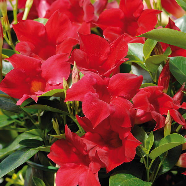 Dipladenia