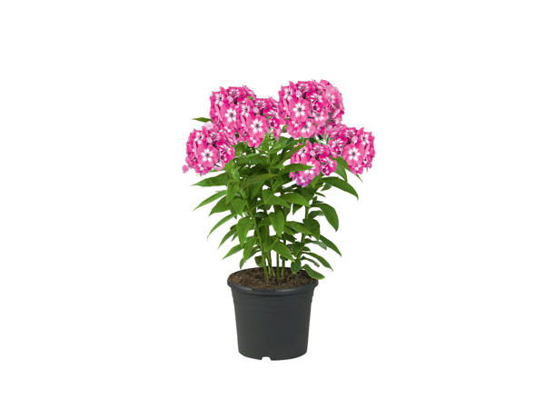 Phlox Flame1