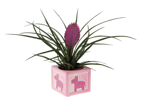Exotic Plants