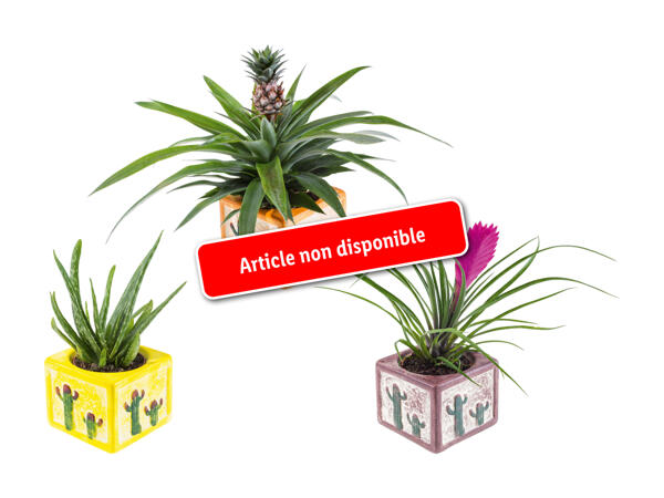 Plantes exotiques dans un pot en céramique de Cancún
