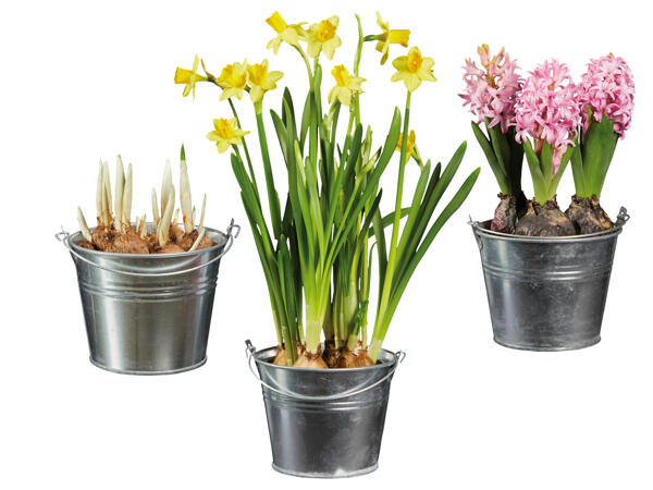 Blumenzwiebel im Zinkeimer
