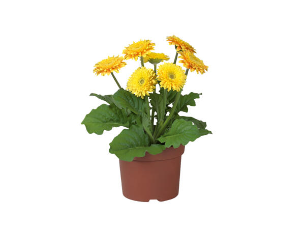Potted Gerbera