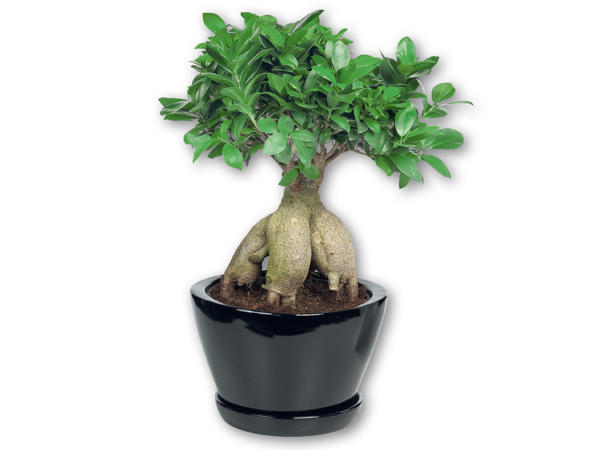 Bonsai ficus ginseng