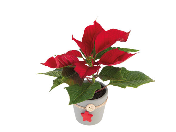 Mini Poinsettia with Pot