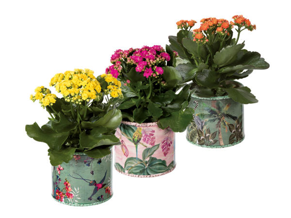 Jungle Pot Kalanchoe