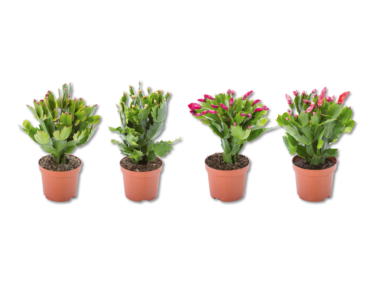 Cactus de Noël