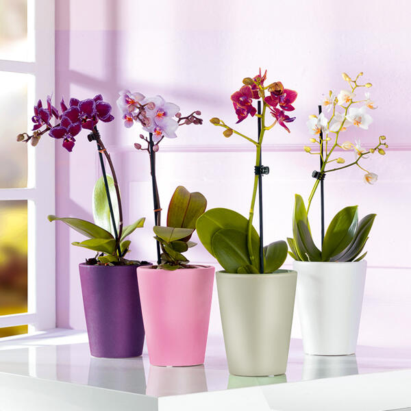 Midi-Orchidee