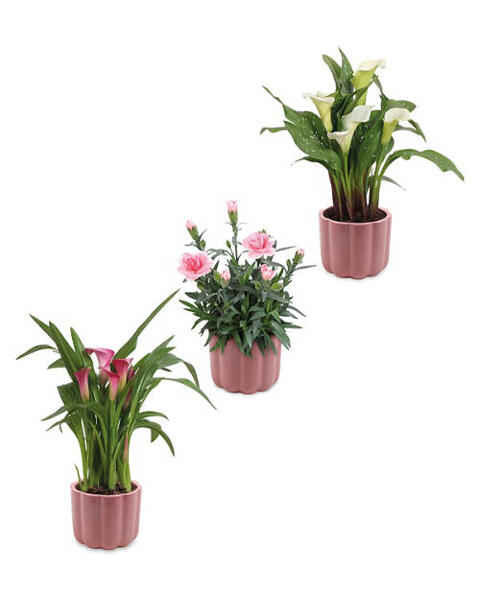 Calla Lily/Dianthus in Ceramic