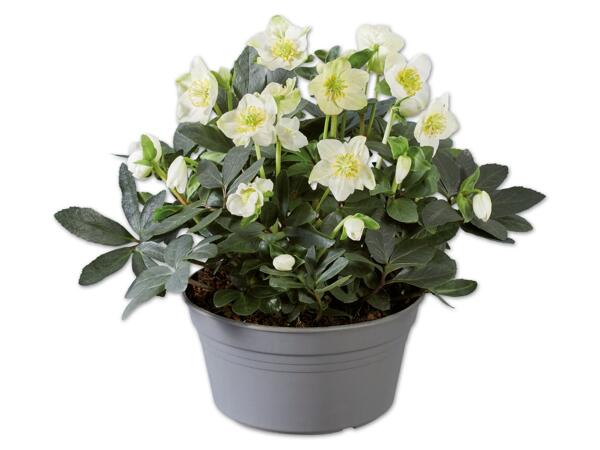 Christrose in der Schale