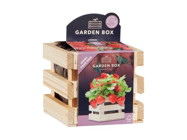 DIY Strawberry Growing Box