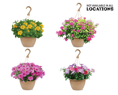 10" Hanging Basket