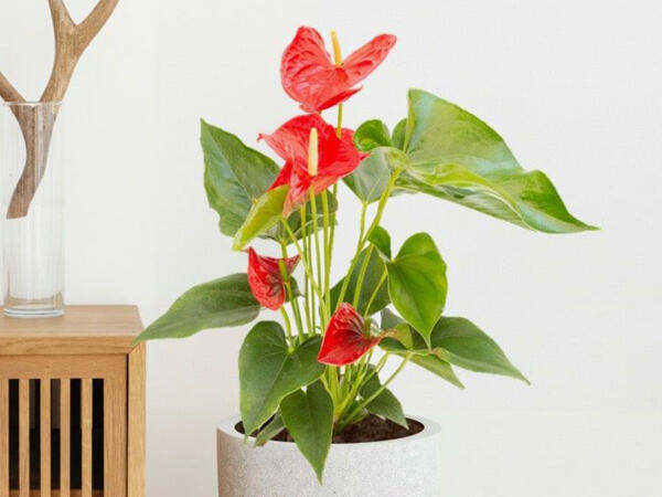 Flamingoblomst