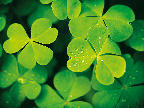 FRESH IRISH SHAMROCK
