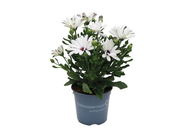 Spansk marguerit
