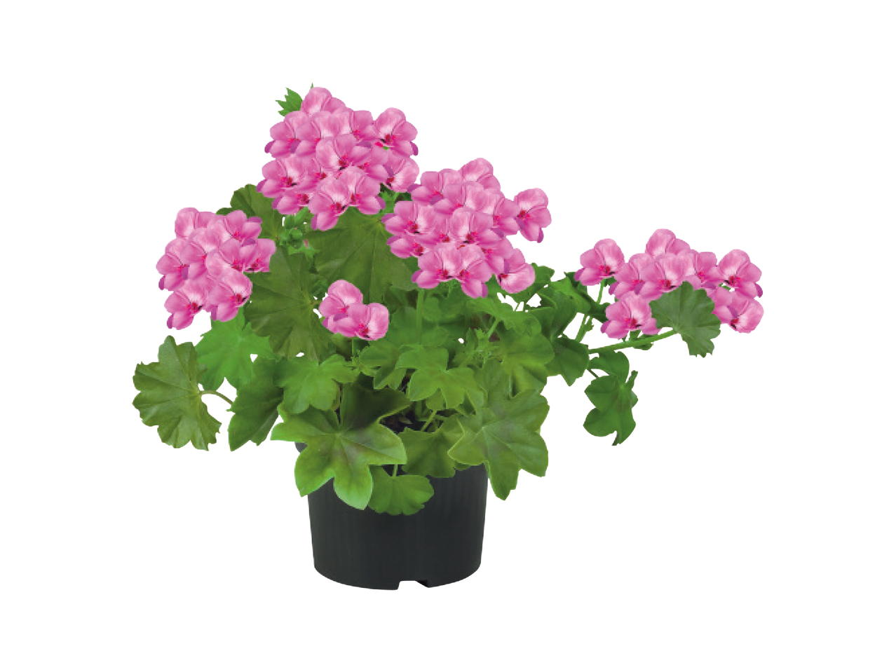Trailing Geranium1