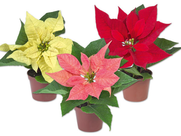 Mini Weihnachtsstern
