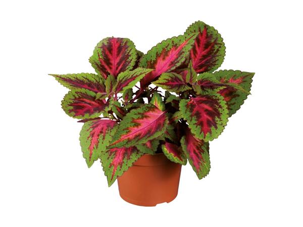 Paletblad coleus