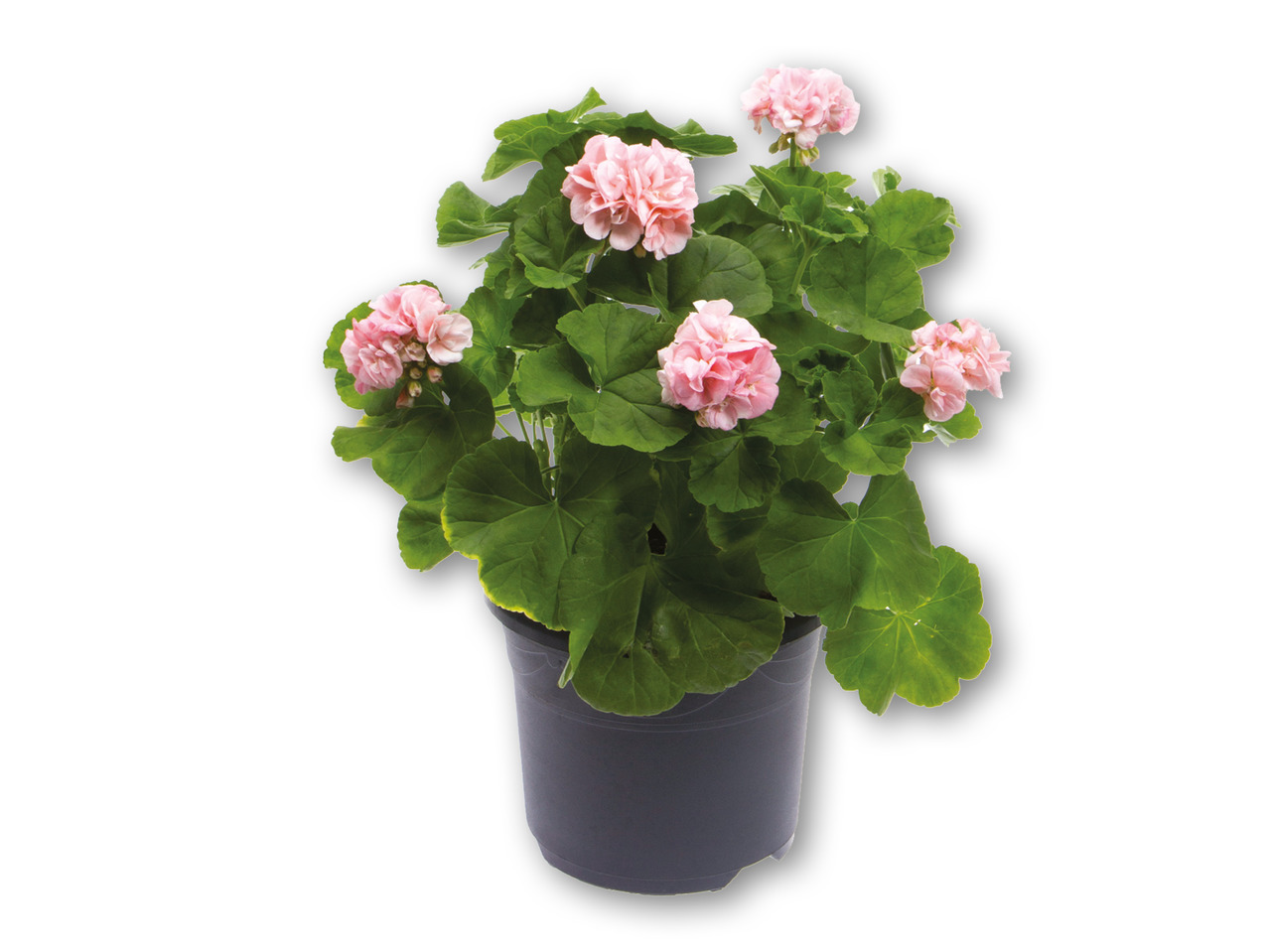 Pelargonie