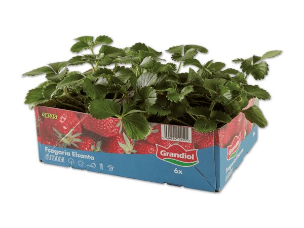 Erdbeerpflanzen 6er Tray