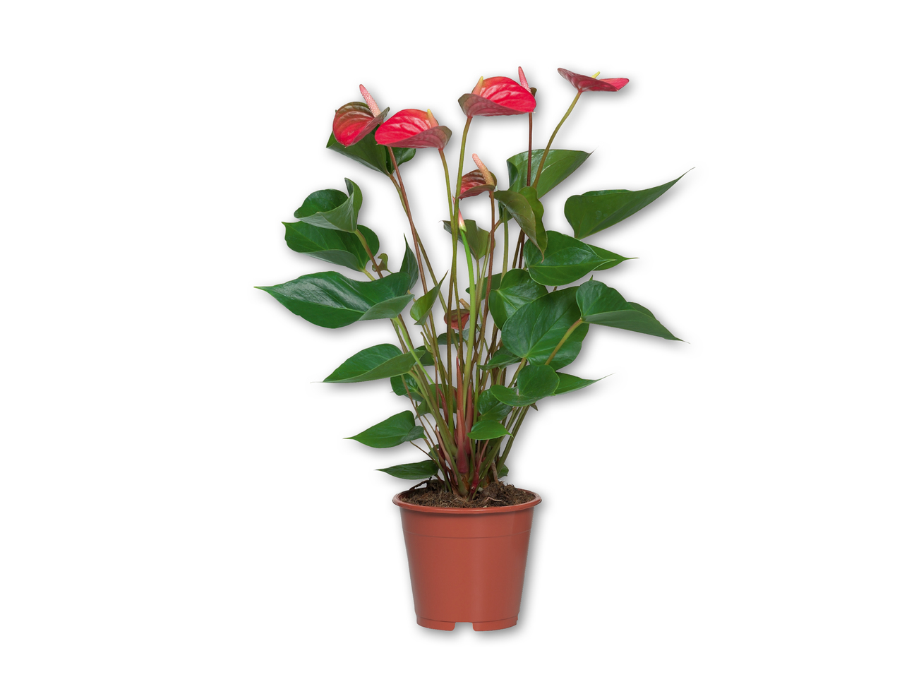 Flamingoblomst