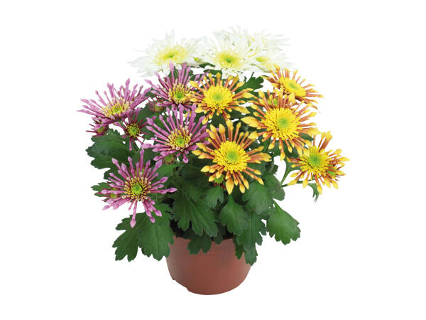 Chrysanthemums