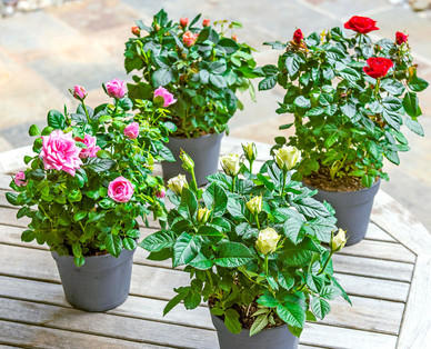 Exklusive Rose