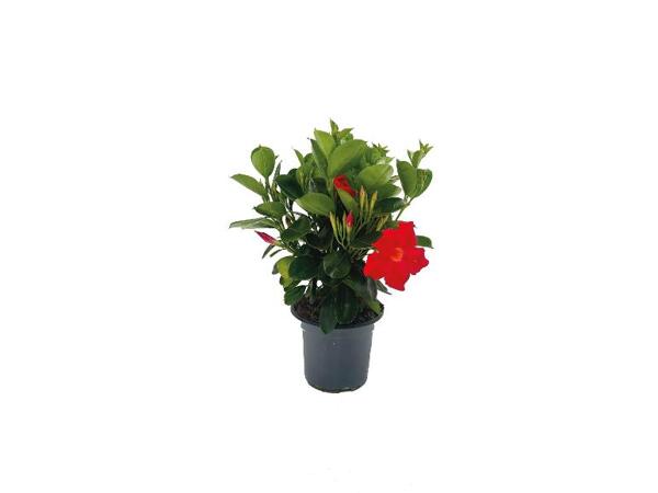 Dipladenia