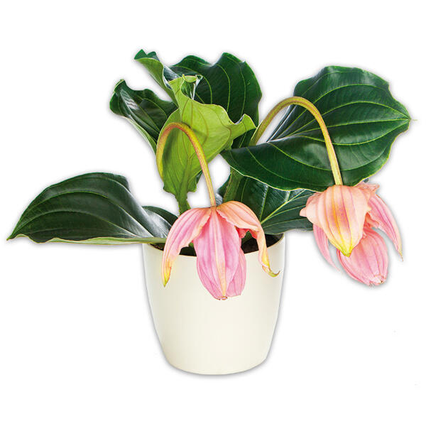 Medinilla magnifica