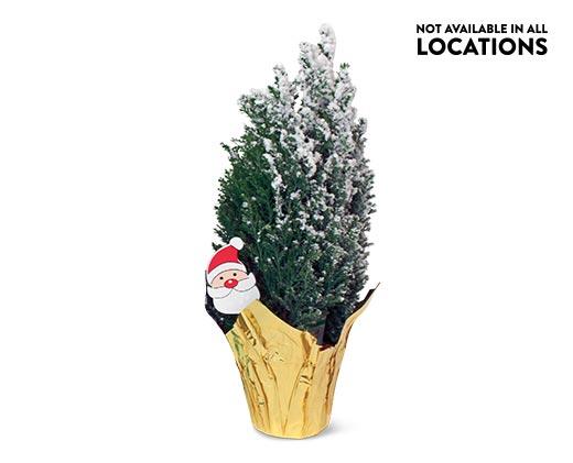 Mini Holiday Cypress Tree