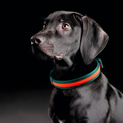 LED hundehalsbånd