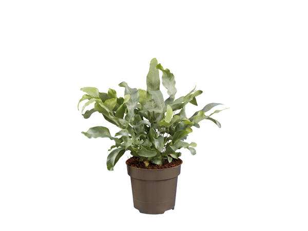 Fern