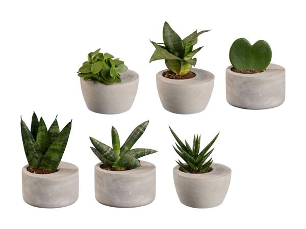 Plantes d'intérieur dans un pot en ciment