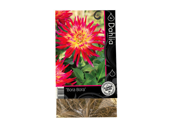 Autumn Dahlia Bulbs