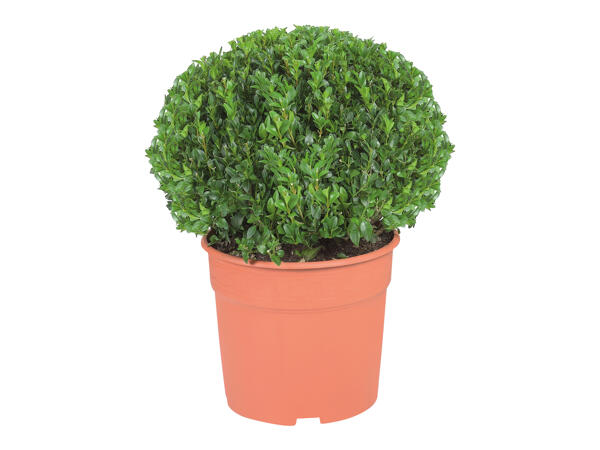 Buxus Ball