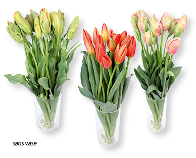 Tulipes françaises GARDENLINE(R)