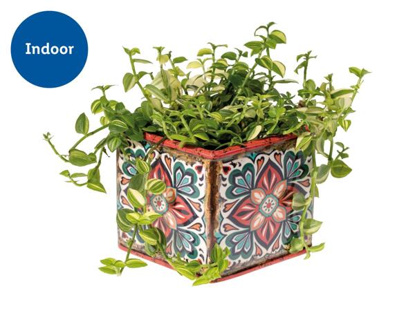 Plants in Ceramic