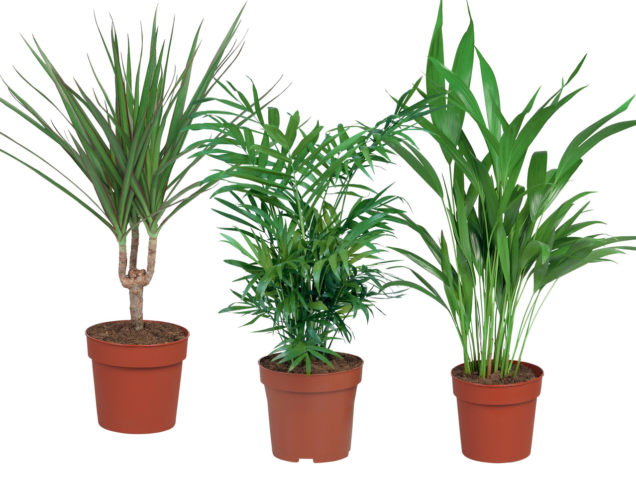 Palme